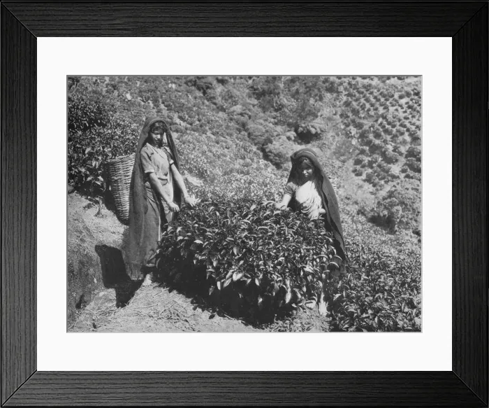 Framed Print : Pluckers on Tea Estate, Ceylon, c1890, (1910). Artist: Alfred William Amandus Plate Framed Print : Pluckers on Tea Estate, Ceylon, c1890, (1910). Artist: Alfred William Amandus Plate