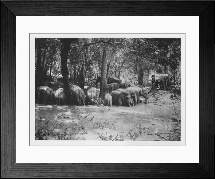 Framed Print : Elephant Kraaling in Ceylon at a Waterhole inside the Stockade, c1890, (1910). Artist: Alfred William Amandus Plate Framed Print : Elephant Kraaling in Ceylon at a Waterhole inside the Stockade, c1890, (1910). Artist: Alfred William Amandus Plate