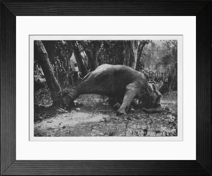 Framed Print : Elephant Kraaling in Ceylon - Noosed, c1890, (1910). Artist: Alfred William Amandus Plate Framed Print : Elephant Kraaling in Ceylon - Noosed, c1890, (1910). Artist: Alfred William Amandus Plate
