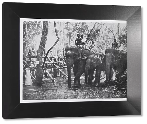 Elephant Kraaling in Ceylon - Free No Longer, c1890, (1910). Artist: Alfred William Amandus Plate