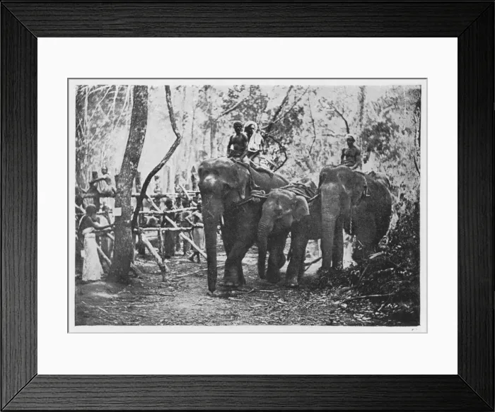 Framed Print : Elephant Kraaling in Ceylon - Free No Longer, c1890, (1910). Artist: Alfred William Amandus Plate Framed Print : Elephant Kraaling in Ceylon - Free No Longer, c1890, (1910). Artist: Alfred William Amandus Plate