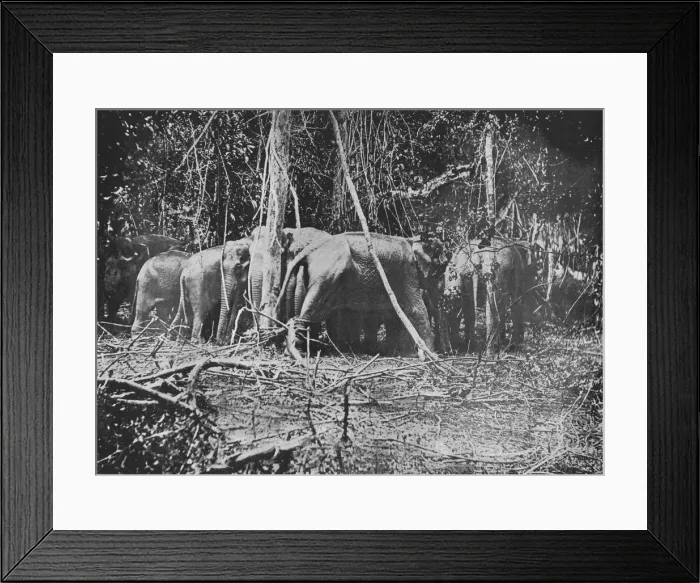 Framed Print : Attempting to Rescue the Bound Cow, c1890, (1910). Artist: Alfred William Amandus Plate Framed Print : Attempting to Rescue the Bound Cow, c1890, (1910). Artist: Alfred William Amandus Plate