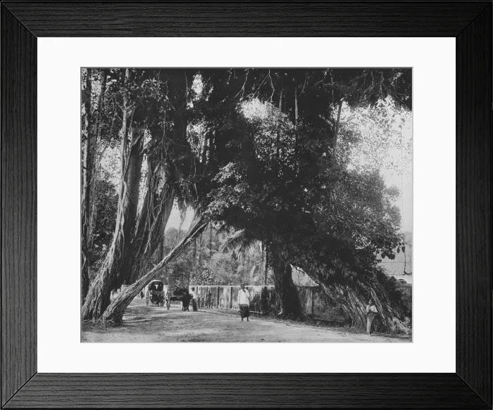 Framed Print : Banyan Tree at Kalutara, c1890, (1910). Artist: Alfred William Amandus Plate Framed Print : Banyan Tree at Kalutara, c1890, (1910). Artist: Alfred William Amandus Plate