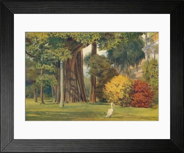Framed Print : The Queens House, Colombo, c1880 (1905). Artist: Alexander Henry Hallam Murray Framed Print : The Queens House, Colombo, c1880 (1905). Artist: Alexander Henry Hallam Murray