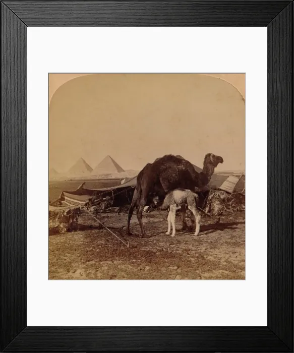 Framed Print : A Baby of the Desert, Egypt, 1896 Framed Print : A Baby of the Desert, Egypt, 1896