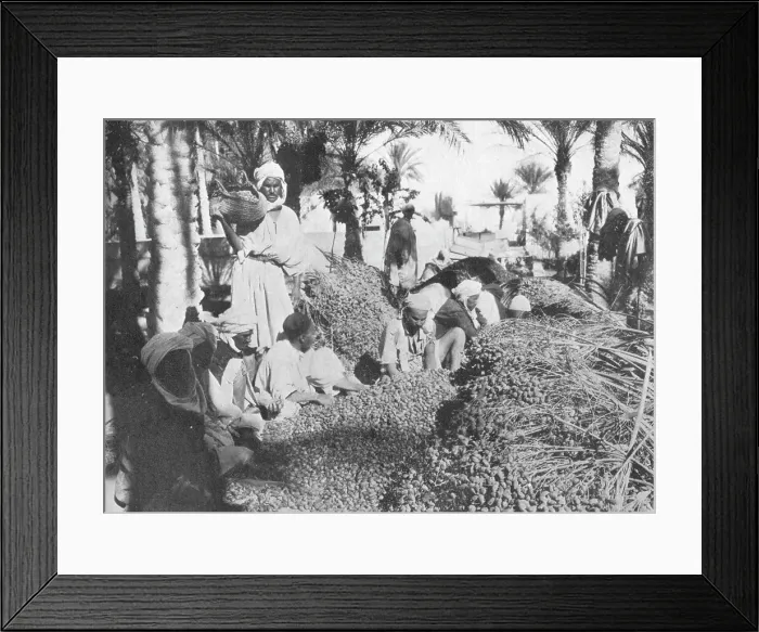 Framed Print : Date Picking at Gabes, c1913. Artist: Charles JS Makin Framed Print : Date Picking at Gabes, c1913. Artist: Charles JS Makin