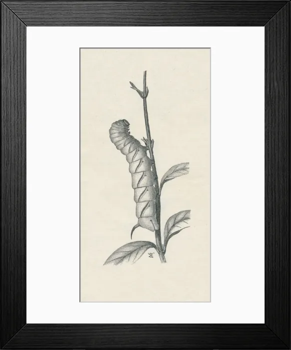 Framed Print : Full-Grown Caterpillar of the Privet Hawk-Moth, Similarly Occupied, c1900, (1910). Artist: Fred Enock Framed Print : Full-Grown Caterpillar of the Privet Hawk-Moth, Similarly Occupied, c1900, (1910). Artist: Fred Enock