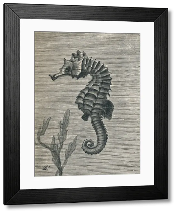 Framed Print : The Sea-Horse, Undisguised, Sedately Swimming, c1900, (1910). Artist: Fred Enock Framed Print : The Sea-Horse, Undisguised, Sedately Swimming, c1900, (1910). Artist: Fred Enock