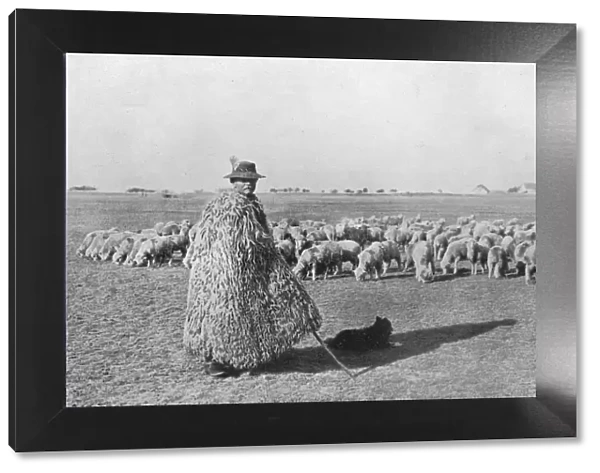 A typical shepherd and his flock on the plains of Hungary, 1915