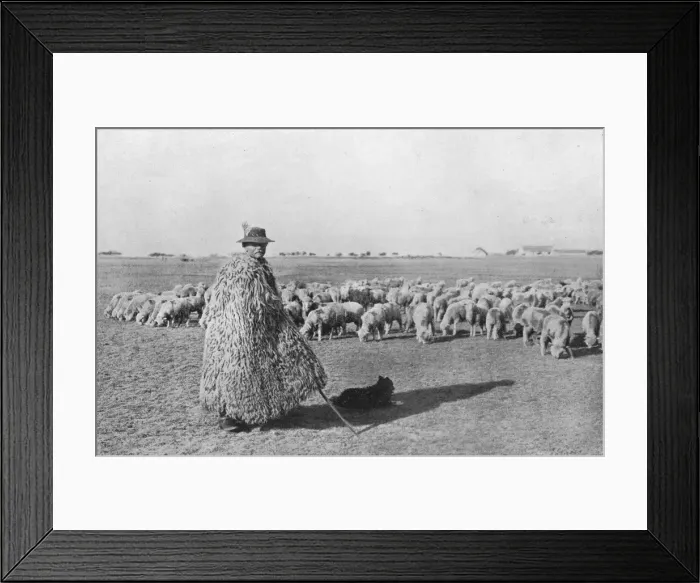 Framed Print : A typical shepherd and his flock on the plains of Hungary, 1915 Framed Print : A typical shepherd and his flock on the plains of Hungary, 1915
