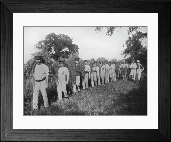 Framed Print : The shortage of farm labour: Soldiers assisting with the harvest, 1915