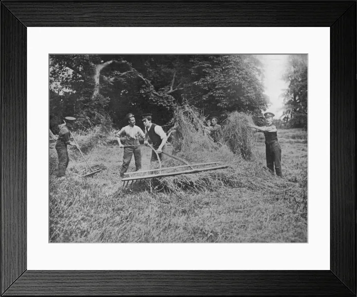 Framed Print : Soldiers assisting the farmers by getting in the hay, 1915 Framed Print : Soldiers assisting the farmers by getting in the hay, 1915