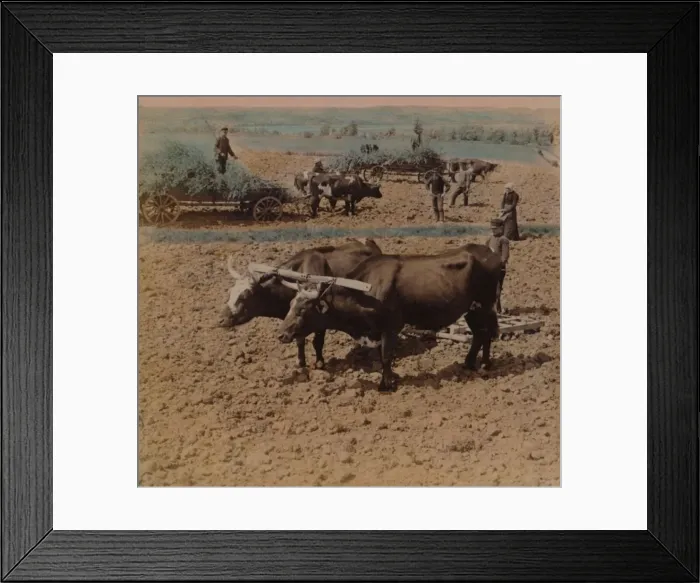 Framed Print : Thrifty country-folk with their cattle at work on a farm near Jonkoping, Sweden, 1905. Artists: Elmer Underwood, Bert Elias Underwood Framed Print : Thrifty country-folk with their cattle at work on a farm near Jonkoping, Sweden, 1905. Artists: Elmer Underwood, Bert Elias Underwood