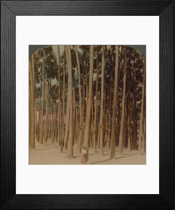 Framed Print : Toddy palms 100 ft. tall, Pagan, Burma, 1907. Artists: Elmer Underwood, Bert Elias Underwood Framed Print : Toddy palms 100 ft. tall, Pagan, Burma, 1907. Artists: Elmer Underwood, Bert Elias Underwood