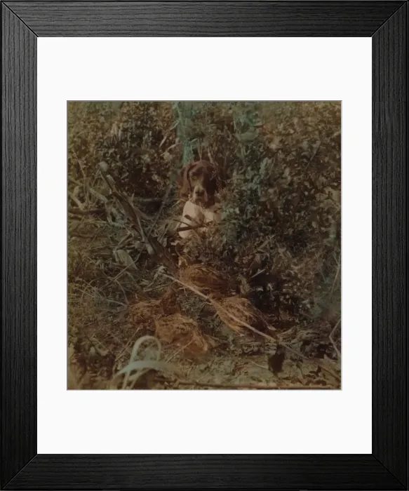Framed Print : Hunting in Western prairie country, a covey of quail and a pointer - in corn stubble, 1903. Artists: Elmer Underwood, Bert Elias Underwood Framed Print : Hunting in Western prairie country, a covey of quail and a pointer - in corn stubble, 1903. Artists: Elmer Underwood, Bert Elias Underwood