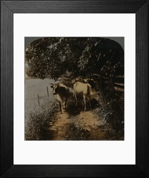 Framed Print : Cows coming home up the lane at milking-time, c1900. Artists: Elmer Underwood, Bert Elias Underwood Framed Print : Cows coming home up the lane at milking-time, c1900. Artists: Elmer Underwood, Bert Elias Underwood