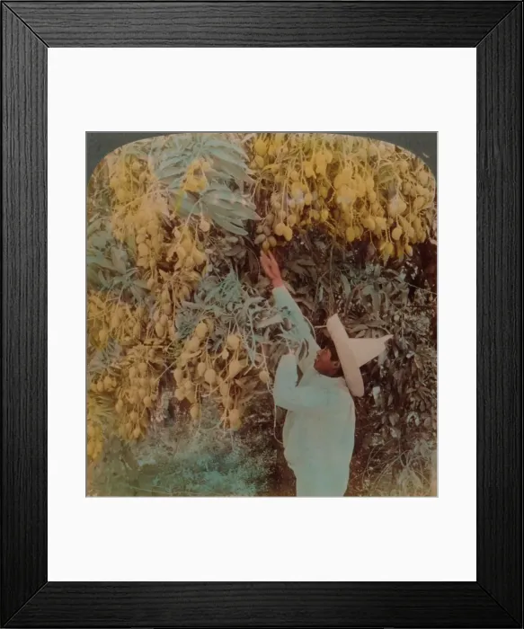 Framed Print : Gathering luscious fruit from a heavily laden mango tree, Cuernavaca, Mexico, 1907. Artists: Elmer Underwood, Bert Elias Underwood Framed Print : Gathering luscious fruit from a heavily laden mango tree, Cuernavaca, Mexico, 1907. Artists: Elmer Underwood, Bert Elias Underwood