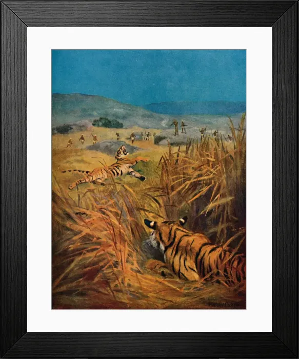 Framed Print : Tigers - The Terror of Indian Villages, 1913. Artist: Harry Dixon Framed Print : Tigers - The Terror of Indian Villages, 1913. Artist: Harry Dixon