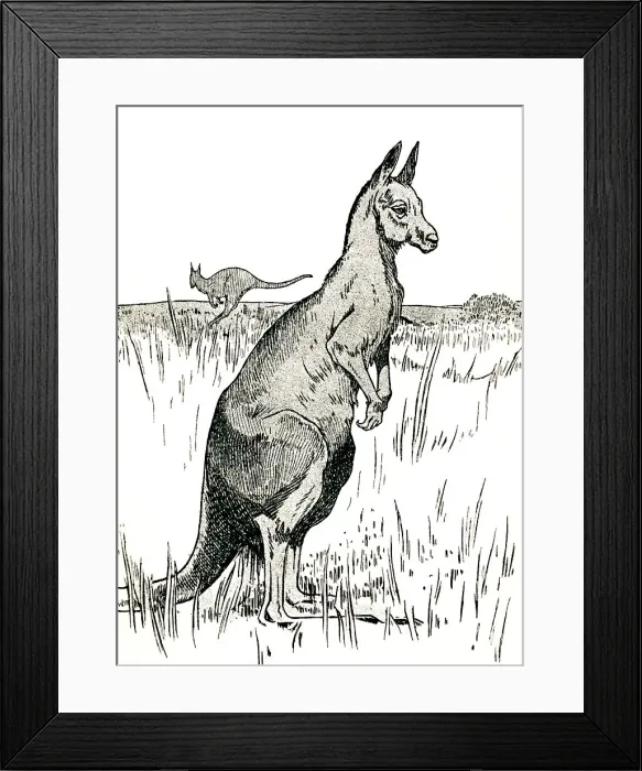Framed Print : The Kangaroo, 1912. Artist: Charles Robinson Framed Print : The Kangaroo, 1912. Artist: Charles Robinson