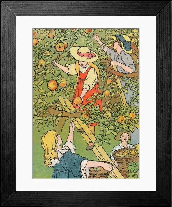 Framed Print : Picking the Fruit, 1912. Artist: Charles Robinson Framed Print : Picking the Fruit, 1912. Artist: Charles Robinson