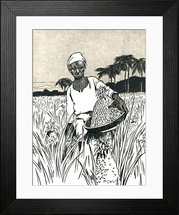 Framed Print : Gathering Pineapples, 1912. Artist: Charles Robinson Framed Print : Gathering Pineapples, 1912. Artist: Charles Robinson