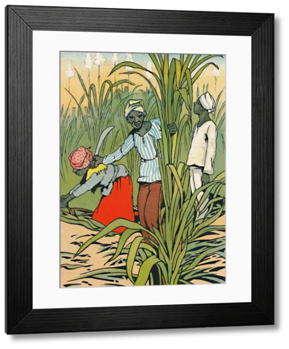 Framed Print : At Work Among The Sugar-Canes, 1912. Artist: Charles Robinson Framed Print : At Work Among The Sugar-Canes, 1912. Artist: Charles Robinson