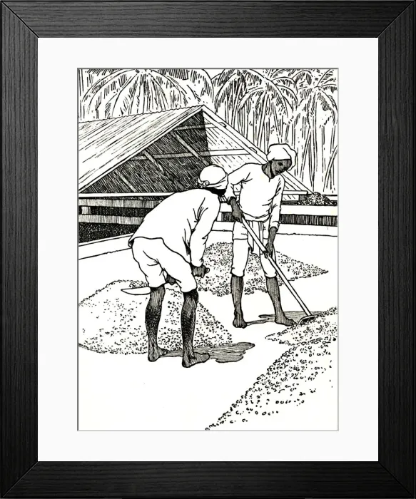 Framed Print : Drying the Cocoa, 1912. Artist: Charles Robinson Framed Print : Drying the Cocoa, 1912. Artist: Charles Robinson