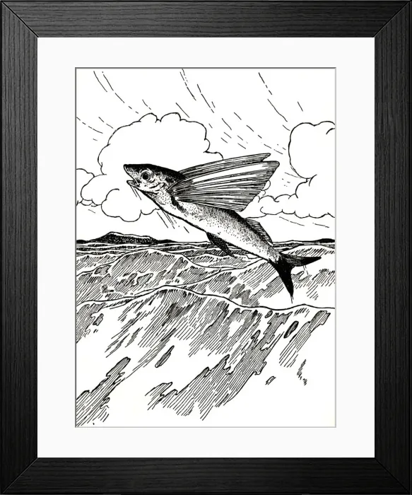 Framed Print : The Flying Fish, 1912. Artist: Charles Robinson Framed Print : The Flying Fish, 1912. Artist: Charles Robinson