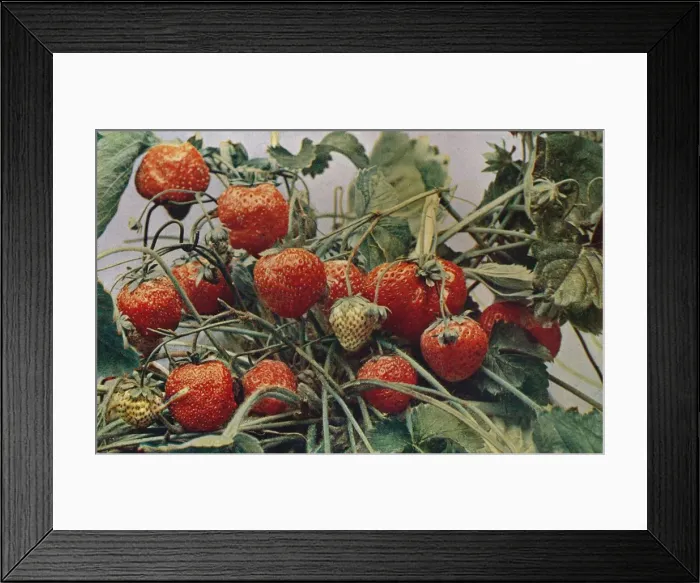 Framed Print : Strawberries - John Kidd & Co. Ltd. 1910. Artist: Photochrom Co Ltd of London Framed Print : Strawberries - John Kidd & Co. Ltd. 1910. Artist: Photochrom Co Ltd of London