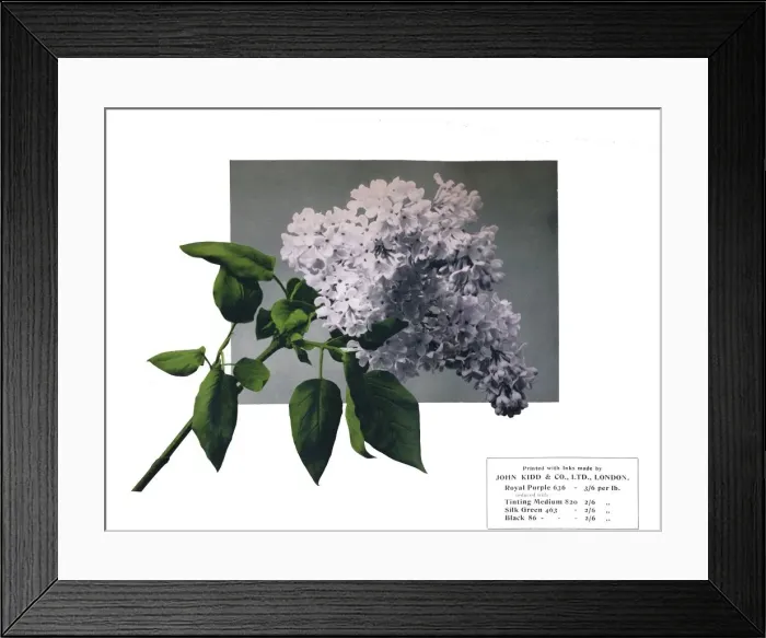 Framed Print : No title - John Kidd & Co. Ltd.s sample, 1910 Framed Print : No title - John Kidd & Co. Ltd.s sample, 1910