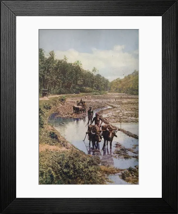 Framed Print : Ceylon... c1920. Artist: Underwood Framed Print : Ceylon... c1920. Artist: Underwood