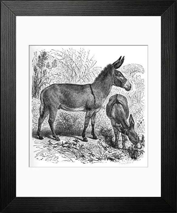 Framed Print : African Wild Ass, c1900. Artist: Helena J. Maguire Framed Print : African Wild Ass, c1900. Artist: Helena J. Maguire