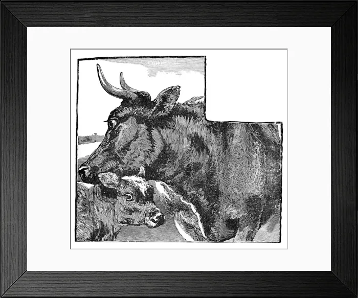 Framed Print : Cow and Calf, c1900. Artist: Helena J. Maguire Framed Print : Cow and Calf, c1900. Artist: Helena J. Maguire