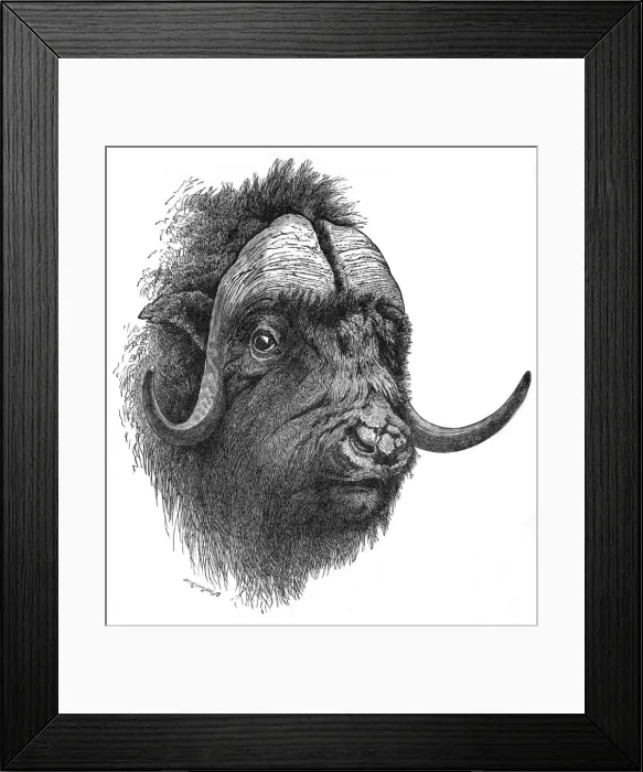 Framed Print : Musk-Ox, c1900. Artist: Helena J. Maguire Framed Print : Musk-Ox, c1900. Artist: Helena J. Maguire