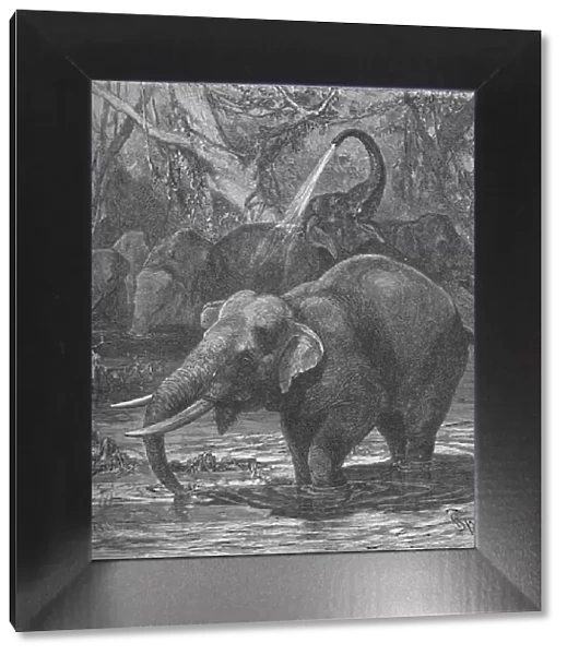 Indian Elephants Bathing, c1900. Artist: Helena J. Maguire