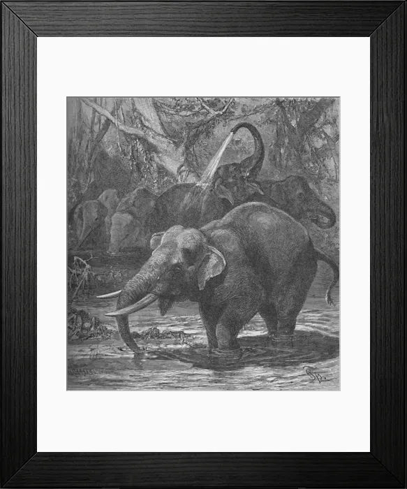 Framed Print : Indian Elephants Bathing, c1900. Artist: Helena J. Maguire Framed Print : Indian Elephants Bathing, c1900. Artist: Helena J. Maguire