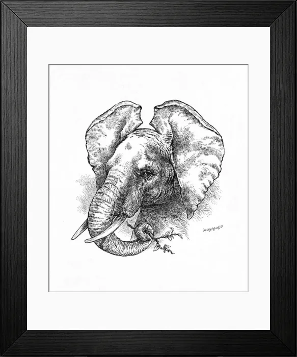 Framed Print : African Elephant, c1900. Artist: Helena J. Maguire Framed Print : African Elephant, c1900. Artist: Helena J. Maguire