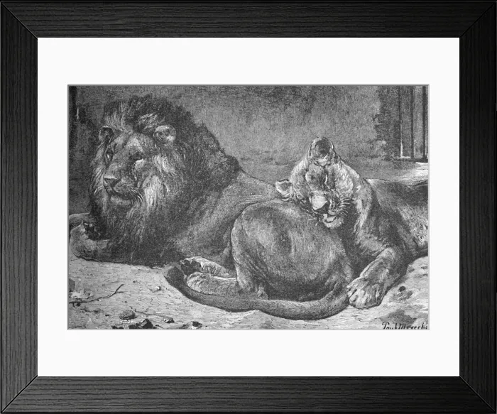 Framed Print : Lion and Lioness, c1900. Artist: Helena J. Maguire Framed Print : Lion and Lioness, c1900. Artist: Helena J. Maguire
