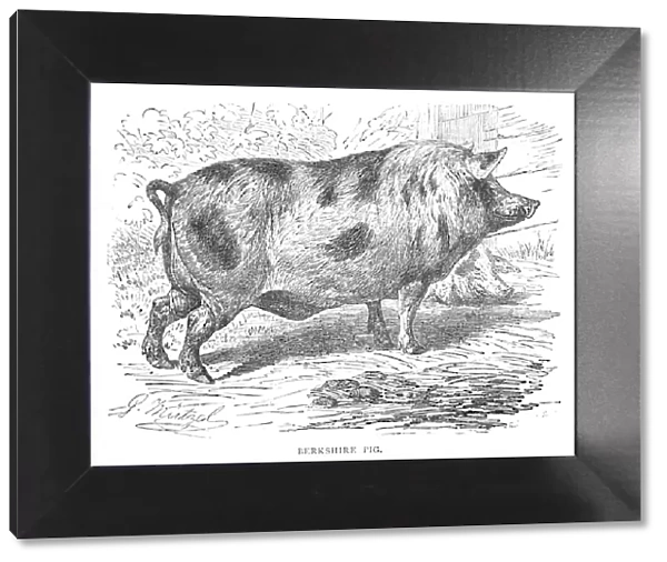 Berkshire Pig, c1900. Artist: Helena J. Maguire