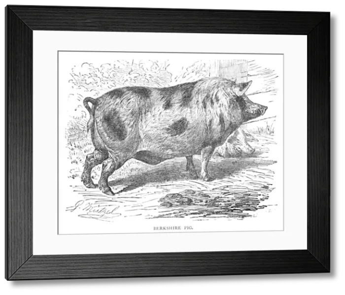Framed Print : Berkshire Pig, c1900. Artist: Helena J. Maguire Framed Print : Berkshire Pig, c1900. Artist: Helena J. Maguire