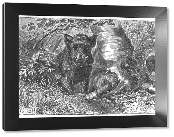 Wild Boars in the Forest, c1900. Artist: Helena J. Maguire