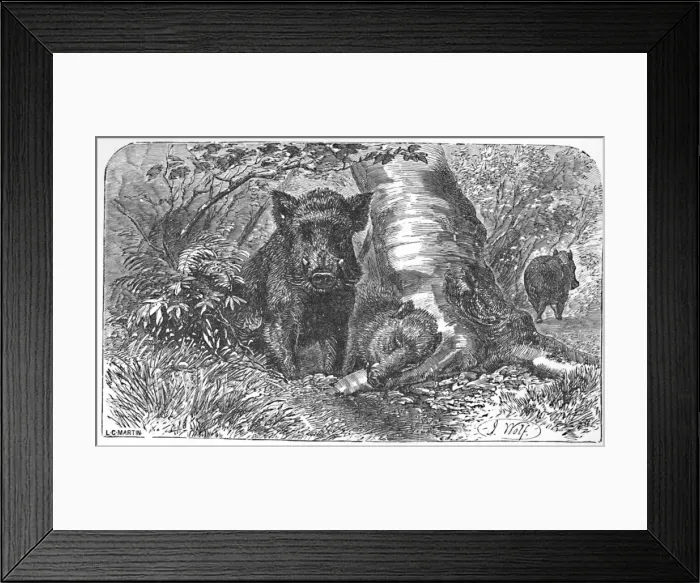 Framed Print : Wild Boars in the Forest, c1900. Artist: Helena J. Maguire Framed Print : Wild Boars in the Forest, c1900. Artist: Helena J. Maguire