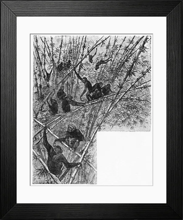 Framed Print : Hoolocks in a Bamboo Jungle, c1900. Artist: Helena J. Maguire Framed Print : Hoolocks in a Bamboo Jungle, c1900. Artist: Helena J. Maguire
