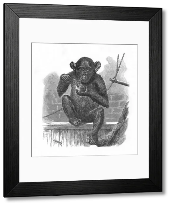 Framed Print : The Chimpanzee Sally. c1900. Artist: Helena J. Maguire Framed Print : The Chimpanzee Sally. c1900. Artist: Helena J. Maguire