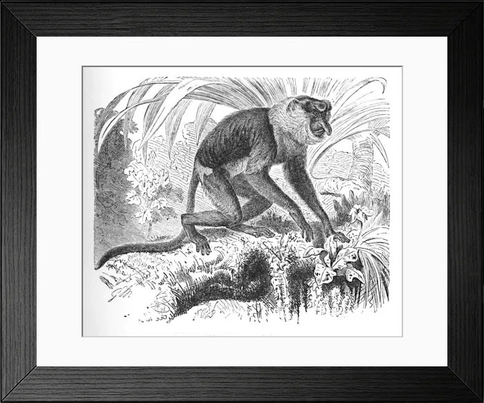 Framed Print : Proboscis Monkey, c1900. Artist: Helena J. Maguire Framed Print : Proboscis Monkey, c1900. Artist: Helena J. Maguire