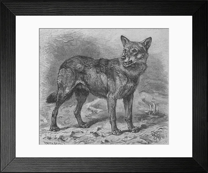 Framed Print : The Wolf, c1900. Artist: Helena J. Maguire Framed Print : The Wolf, c1900. Artist: Helena J. Maguire