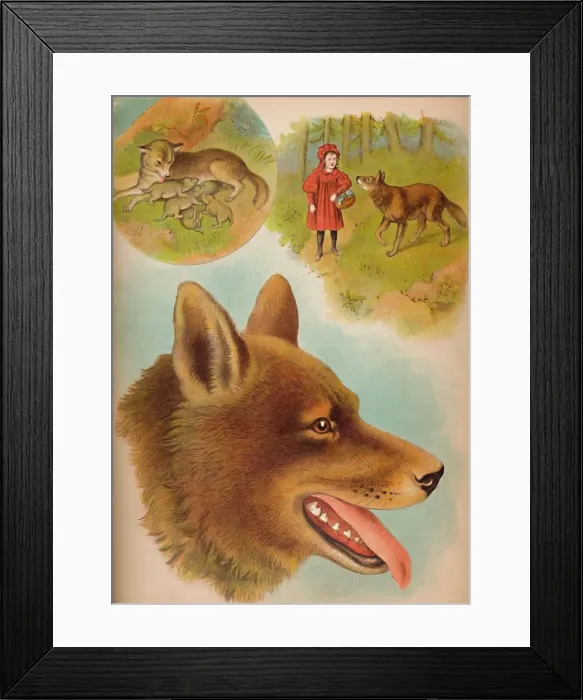 Framed Print : The Wolf, c1900. Artist: Helena J. Maguire Framed Print : The Wolf, c1900. Artist: Helena J. Maguire