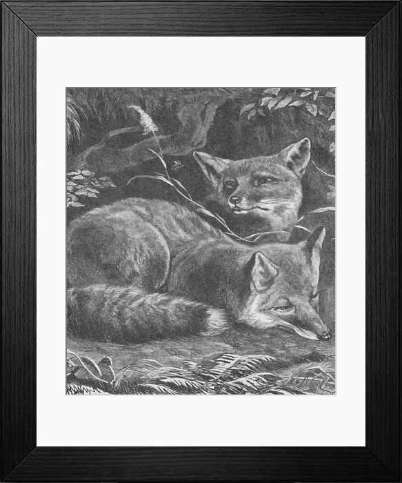 Framed Print : The Fox at Home, c1900. Artist: Helena J. Maguire Framed Print : The Fox at Home, c1900. Artist: Helena J. Maguire