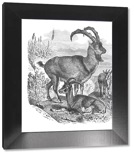 Persian Wild Goats, c1900. Artist: Helena J. Maguire