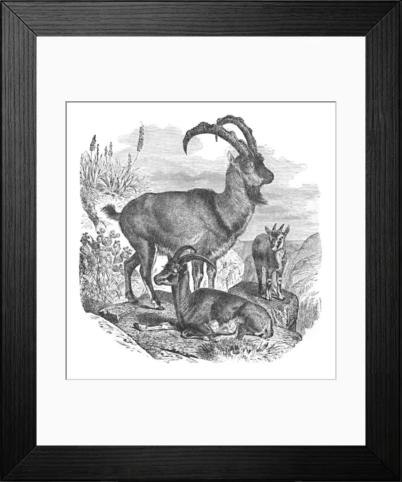 Framed Print : Persian Wild Goats, c1900. Artist: Helena J. Maguire Framed Print : Persian Wild Goats, c1900. Artist: Helena J. Maguire